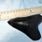 5 INCH LONG MEGALODON TOOTH REPLICA BIG FOSSIL GIANT RELIC TEETH HUGE SHARK MEG