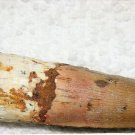 SPINOSAURUS TOOTH DINOSAUR TEETH REAL BONE FOSSIL EXTINCT RARE RELIC SPINOSAUR