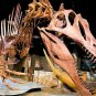 SPINOSAURUS TOOTH DINOSAUR TEETH REAL BONE FOSSIL EXTINCT RARE RELIC SPINOSAUR