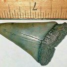 2 INCH LONG MAKO SHARK TOOTH EXTINCT REAL FOSSIL GENUINE LARGE ISURUS HASTALIS