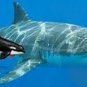 MEGALODON SHARK TOOTH PARTIAL HALF FOSSIL GIANT GENUINE RELIC MEG REAL TEETH