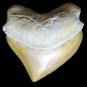 SQUALICORAX TOOTH REAL SHARK NECKLACE FOSSIL PENDANT JEWELRY PREHISTORIC EXTINCT