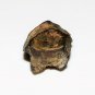 TRICERATOPS TOOTH DINOSAUR TEETH REAL FOSSIL REPTILE EXTINCT RELIC MONTANA NICE