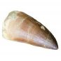 MOSASAURUS TOOTH MARINE DINOSAUR MOSASAUR REAL GIANT FOSSIL EXTINCT RELIC NICE