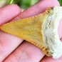 PALAEOCARCHARODON SHARK TOOTH REAL FOSSIL GREAT WHITE PYGMY EXTINCT SERRATED NEW