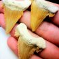 PALAEOCARCHARODON SHARK TOOTH REAL FOSSIL GREAT WHITE PYGMY EXTINCT SERRATED NEW