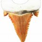 PALAEOCARCHARODON SHARK TOOTH REAL FOSSIL GREAT WHITE PYGMY EXTINCT SERRATED NEW