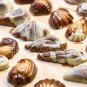 Guylian Belgian Chocolate Gift Box Sea Shell Shaped Milk Chocolates 250g/8.82 oz