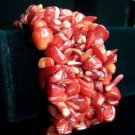 Australian Red Sea Coral