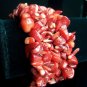Australian Red Sea Coral