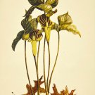 Jack-in-the-Pulpit, 1945 Kathleen Cassel Watercolor on Linen Print