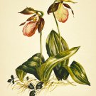 Pink Lady Slipper, 1945 Kathleen Cassel Watercolor on Linen Print, Carnes Series