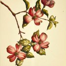 Flowering Dogwood, 1945 Kathleen Cassel Watercolor on Linen Print, Carnes Series