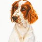 &acirc;�� Original Oil Portrait Painting WELSH SPRINGER SPANIEL