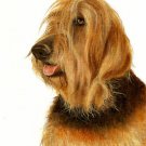 ★ Original Oil DOG Portrait Painting Artwork OTTERHOUND