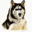 ★ Original DOG Oil Portrait Painting ALASKAN MALAMUTE ★