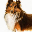 ★Original Oil Portrait Painting SHELTIE SHEEPDOG COLLIE