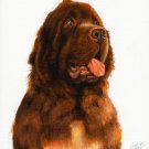★ Original Oil DOG Portrait Painting Art NEWFOUNDLAND ★