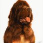 ★ Original Oil DOG Portrait Painting Art NEWFOUNDLAND ★