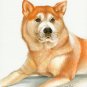 ★ ORIGINAL Oil DOG Portrait Painting Japanese AKITA Art