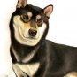★ Original Oil DOG Portrait Painting Japanese SHIBA INU