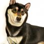 &acirc;�� Original Oil DOG Portrait Painting Japanese SHIBA INU