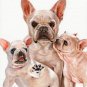 * Original Oil DOG Portrait Painting Art FRENCH BULLDOG