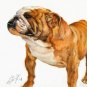&acirc;�� Original Oil DOG Portrait Painting BULLDOG Artwork &acirc;��