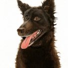 ★ Original Oil Art DOG Portrait Painting Artwork MUDI ★