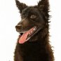 ★ Original Oil Art DOG Portrait Painting Artwork MUDI ★