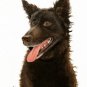 â
Original Oil Art DOG Portrait Painting Artwork MUDI â