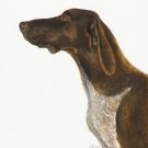 ★ Original Oil DOG Portrait Painting GERMAN POINTER Art