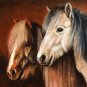 ★ Original Oil Portrait Painting Art ICELANDIC HORSES ★