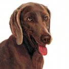♥ Original Oil DOG Portrait Painting Art WEIMARANER ♥