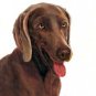 ⥠Original Oil DOG Portrait Painting Art WEIMARANER â¥