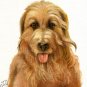★Original Oil DOG Portrait Painting CATALONIAN SHEEPDOG