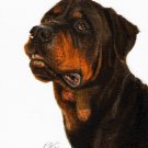 ★ Original Oil DOG Portrait Painting ROTTWEILER Artwork