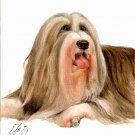 ♥ Original Oil DOG Portrait Painting BEARDED COLLIE Art