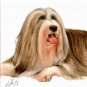 ♥ Original Oil DOG Portrait Painting BEARDED COLLIE Art