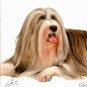 ♥ Original Oil DOG Portrait Painting BEARDED COLLIE Art