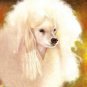 ★ Original Oil DOG Portrait Painting Art WHITE POODLE ★
