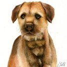 ★ Original Oil DOG Portrait Painting BORDER TERRIER Art