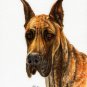 ♥ Original Oil DOG Portrait Painting GREAT DANE Artwork