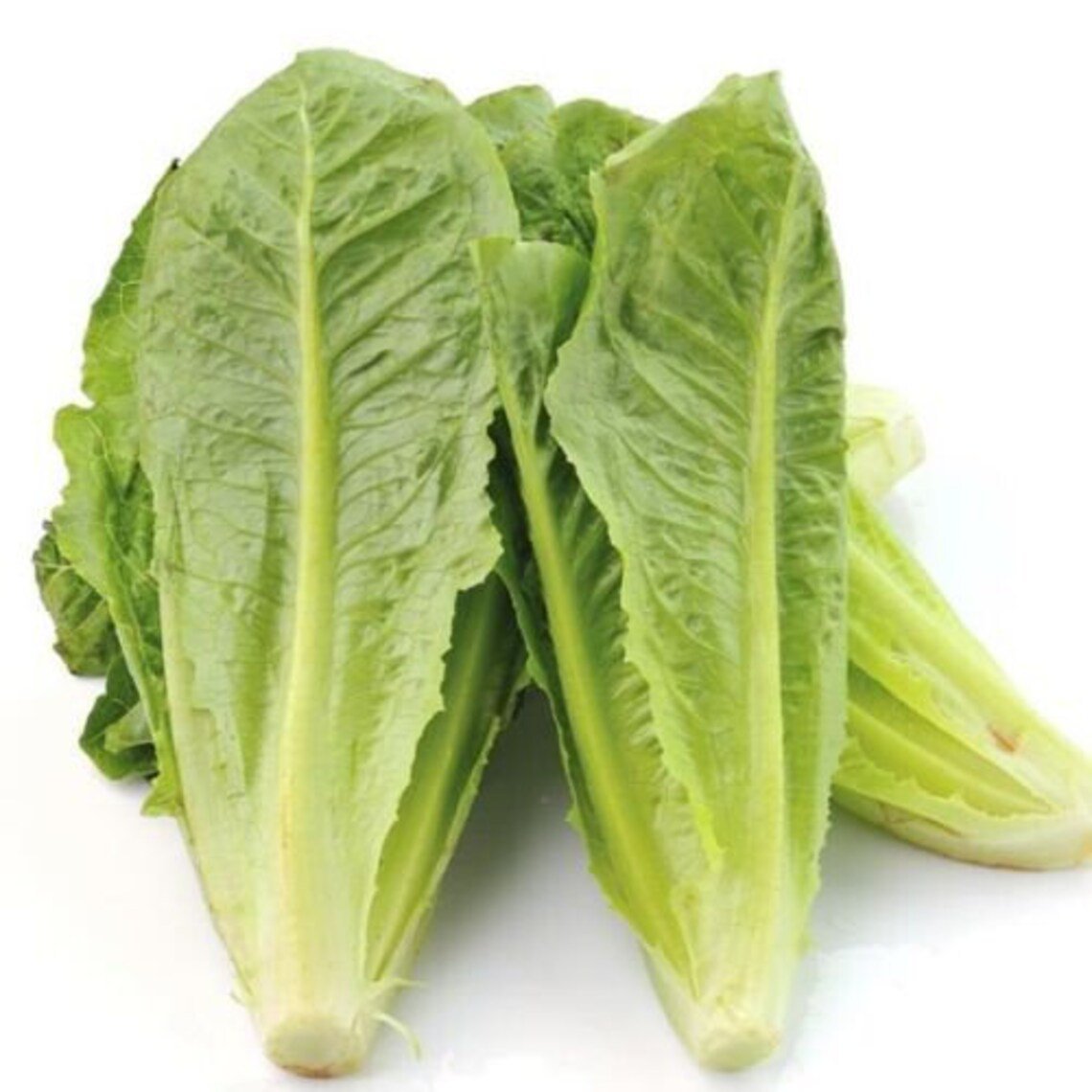 30 Seeds Vegetable Parris Island Cos Lettuce Seeds Vegetable easy To Grow