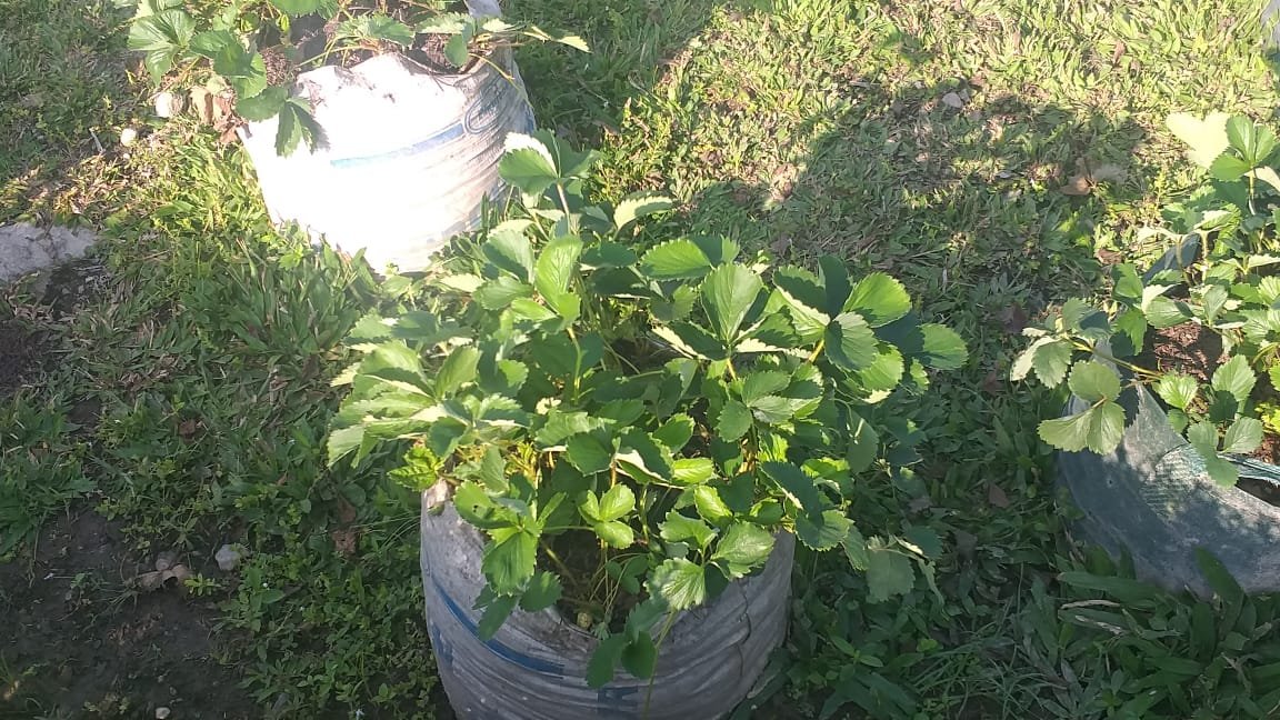 10 Seeds Giant Strawberry Earliglow Fruit Seeds Plant Home Garden Plant