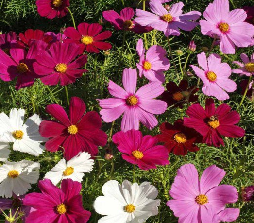 55 Seeds Cosmos Dwarf Vega Mix Seeds Garden Flower Easy To Grow Eblynam