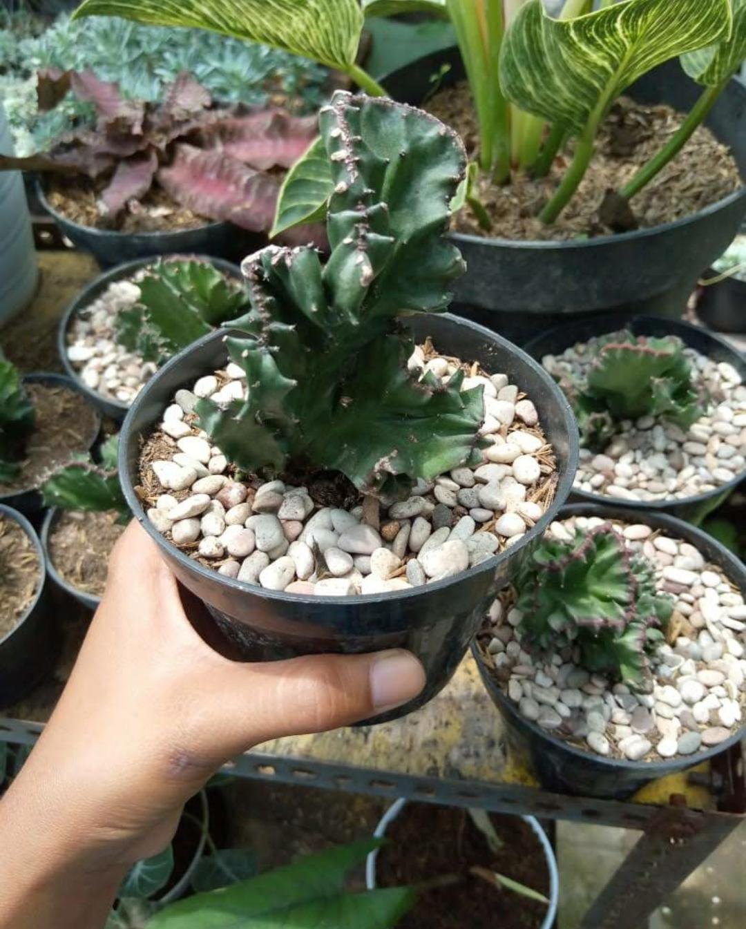 Live Plant Euphorbia Lactea Cristata Brain Cactus Plant Home Garden ...