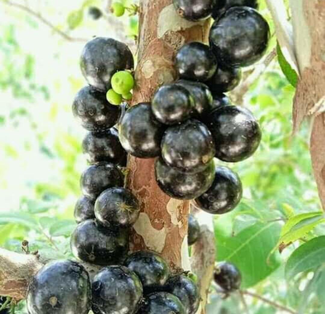 Live Plant Jaboticaba Jabuticaba Fruit Tree Home Garden Easy To Grow EBYUS