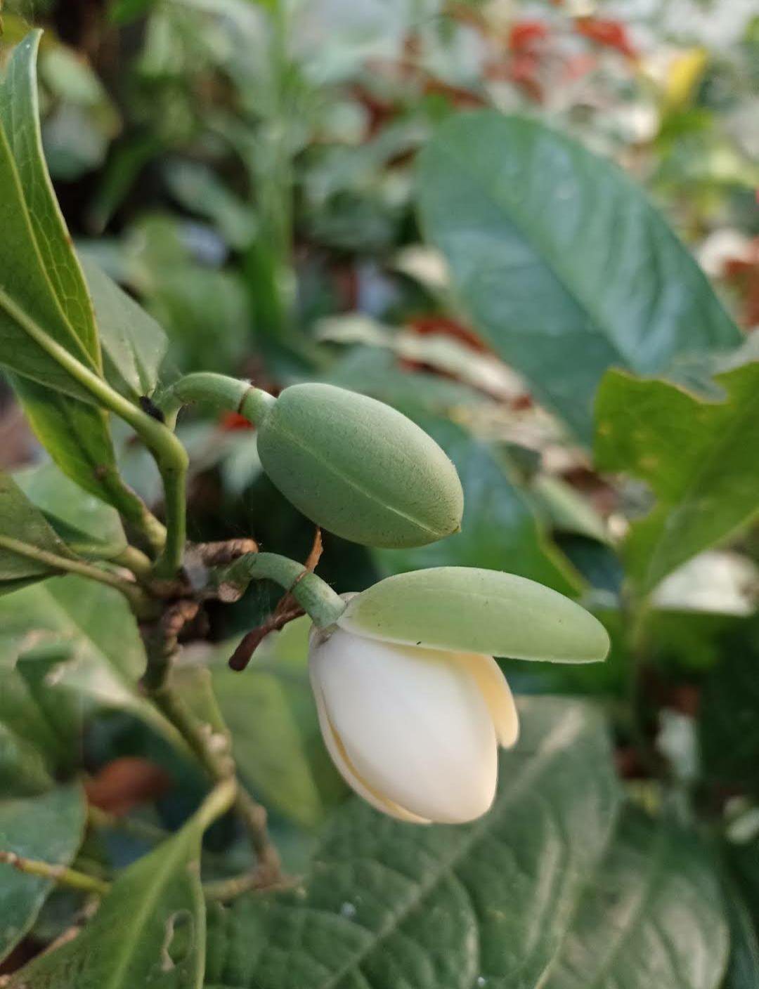 Live Plant Magnolia Grandiflora Southern Magnolia Tree Home Garden Easy