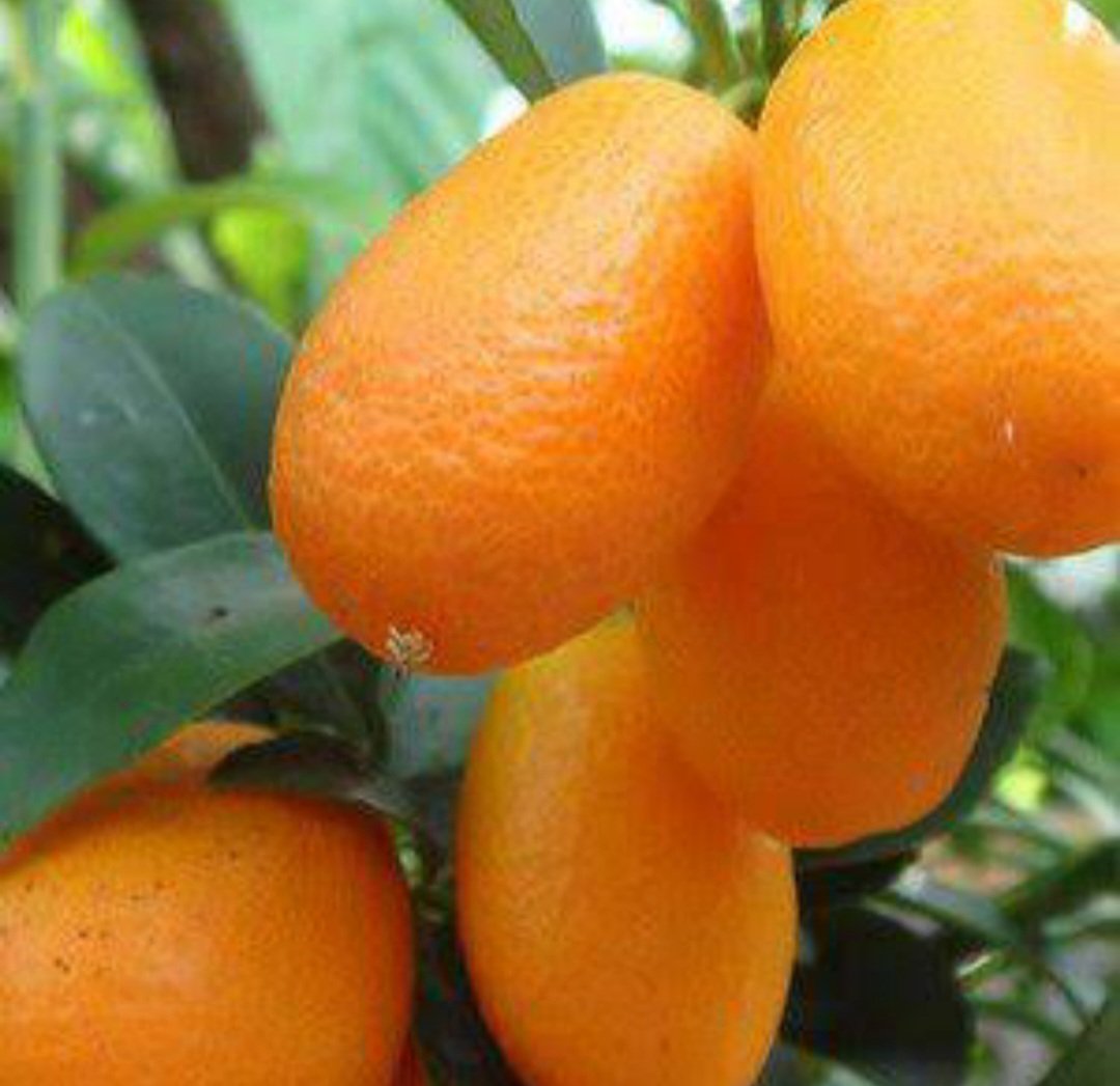 Live Plant Nagami Kumquat Tree Plants Plant Garden Easy To Grow EBANIUS